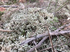 Pulchrocladia corallaizon