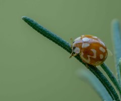 Neocalvia cayennensis