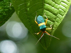 Paryphes