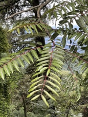 Semecarpus anacardium