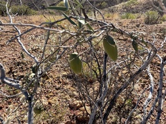 Leichhardtia australis