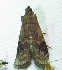 Euzophera semifuneralis