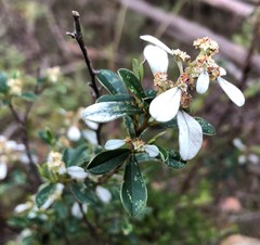 Spyridium spathulatum