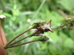 Micrathena rubicundula