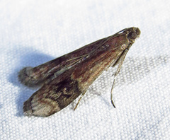 Euzophera semifuneralis
