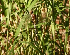 Dythemis fugax