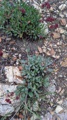 Boerhavia linearifolia