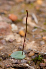 Drakaea
