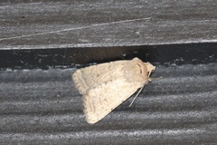 Homorthodes communis