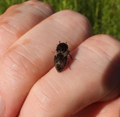 Dermestes marmoratus