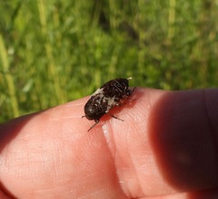 Dermestes marmoratus