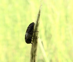 Dermestes marmoratus