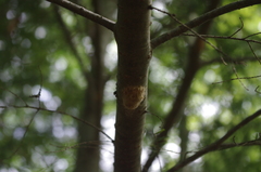 Lymantria dispar dispar