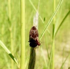 Dermestes marmoratus