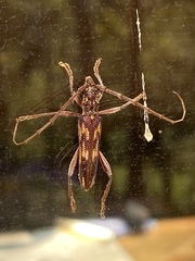 Coptocercus rubripes
