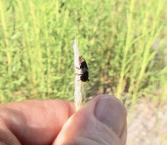 Dermestes marmoratus