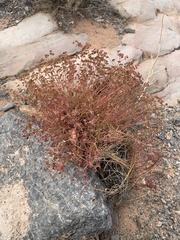 Euphorbia schizoloba