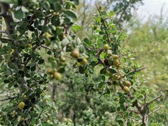 Condalia correllii