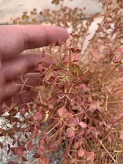 Euphorbia schizoloba