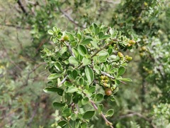 Condalia correllii