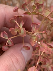 Euphorbia schizoloba