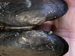 Eurynia dilatata