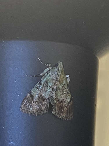 Dimorphic Macalla Moth photo 5