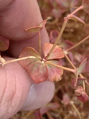 Euphorbia schizoloba