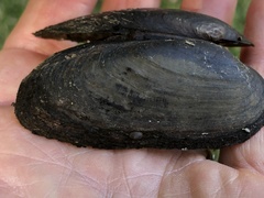 Eurynia dilatata