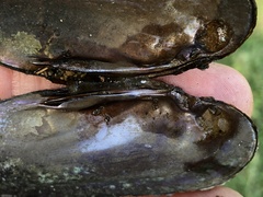 Eurynia dilatata