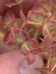 Euphorbia schizoloba