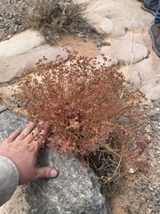 Euphorbia schizoloba