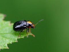 Cryptocephalus decemmaculatus