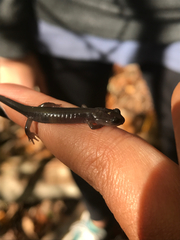 Plethodon montanus