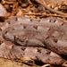 Rainforest Hog-nosed Viper - Photo (c) danolsen, some rights reserved (CC BY-NC)