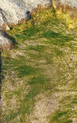 Ulva compressa