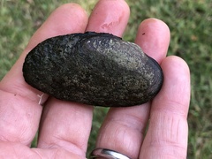 Eurynia dilatata