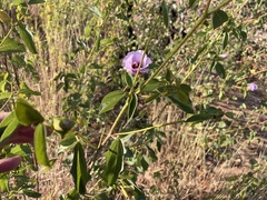 Gossypium sturtianum