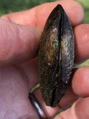 Eurynia dilatata
