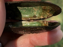 Eurynia dilatata