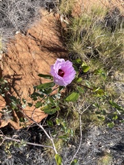 Gossypium sturtianum