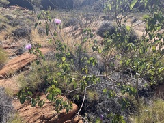 Gossypium sturtianum
