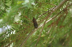 Lymantria dispar dispar