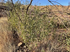 Gossypium sturtianum