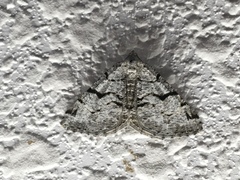 Macaria bitactata