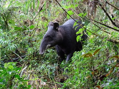 Tapirus pinchaque