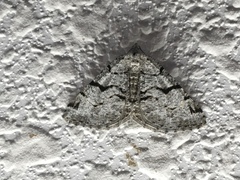 Macaria bitactata