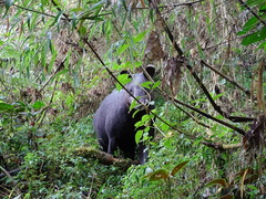Tapirus pinchaque