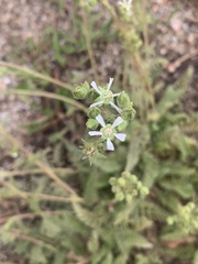 Horkelia clevelandii