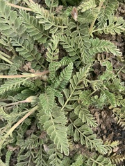 Horkelia clevelandii
